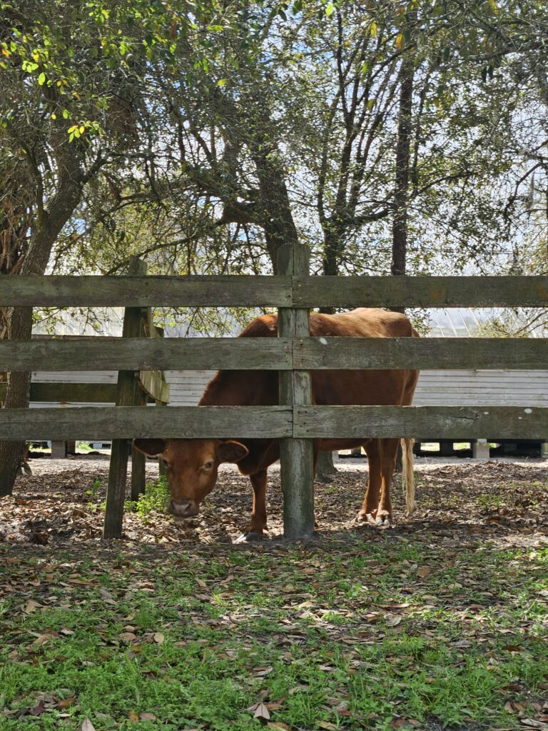 Brown cow standing behind a wooden fence in a shaded pasture at the museum