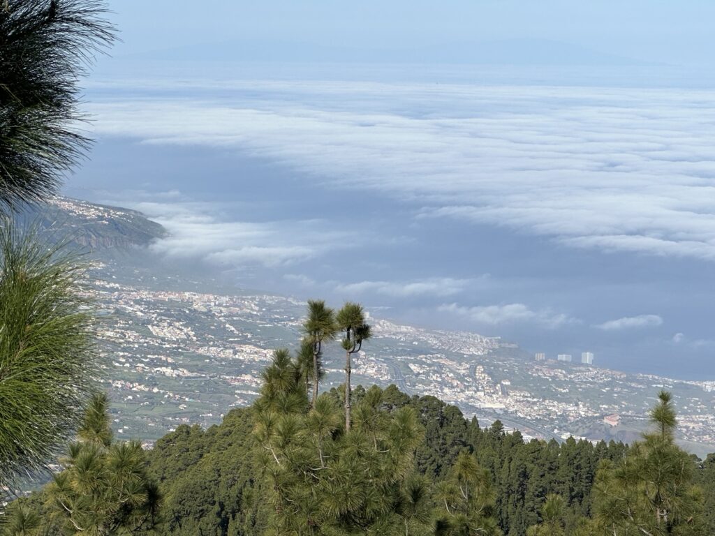 View from a hillside with green pine trees in the foreground, overlooking a coastal city partially covered by a thick layer of white clouds, with the sea and faint distant land visible in the background.