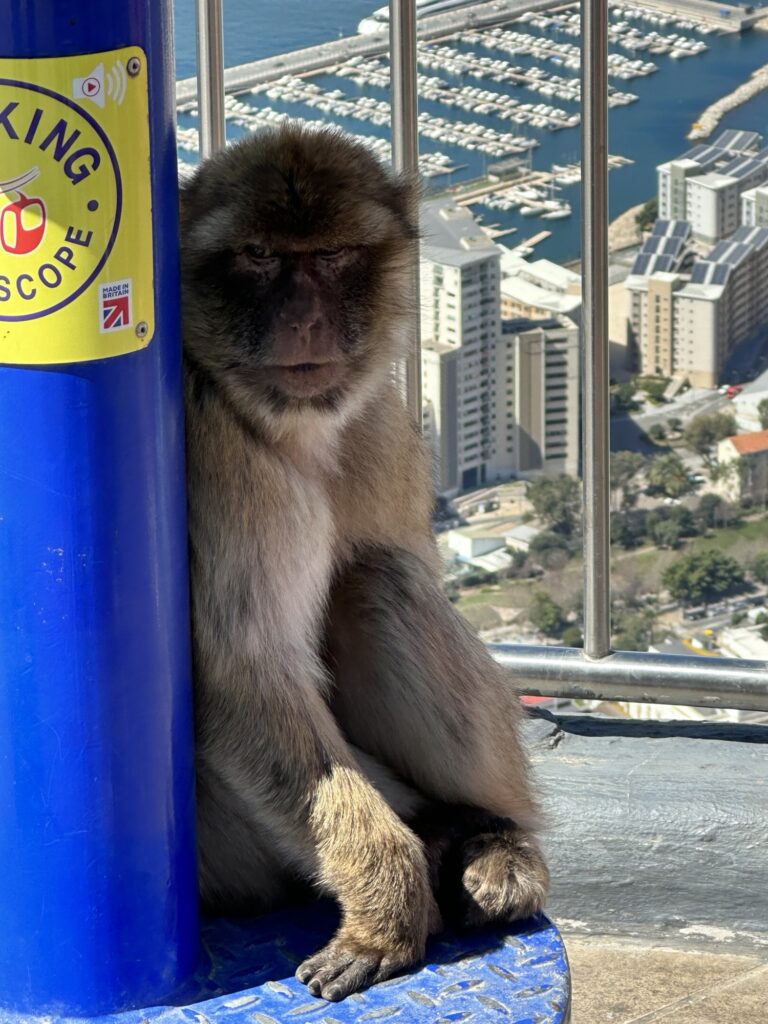 Barbary macaque sitting beside a viewing scope overlooking Gibraltar’s marina and city below.