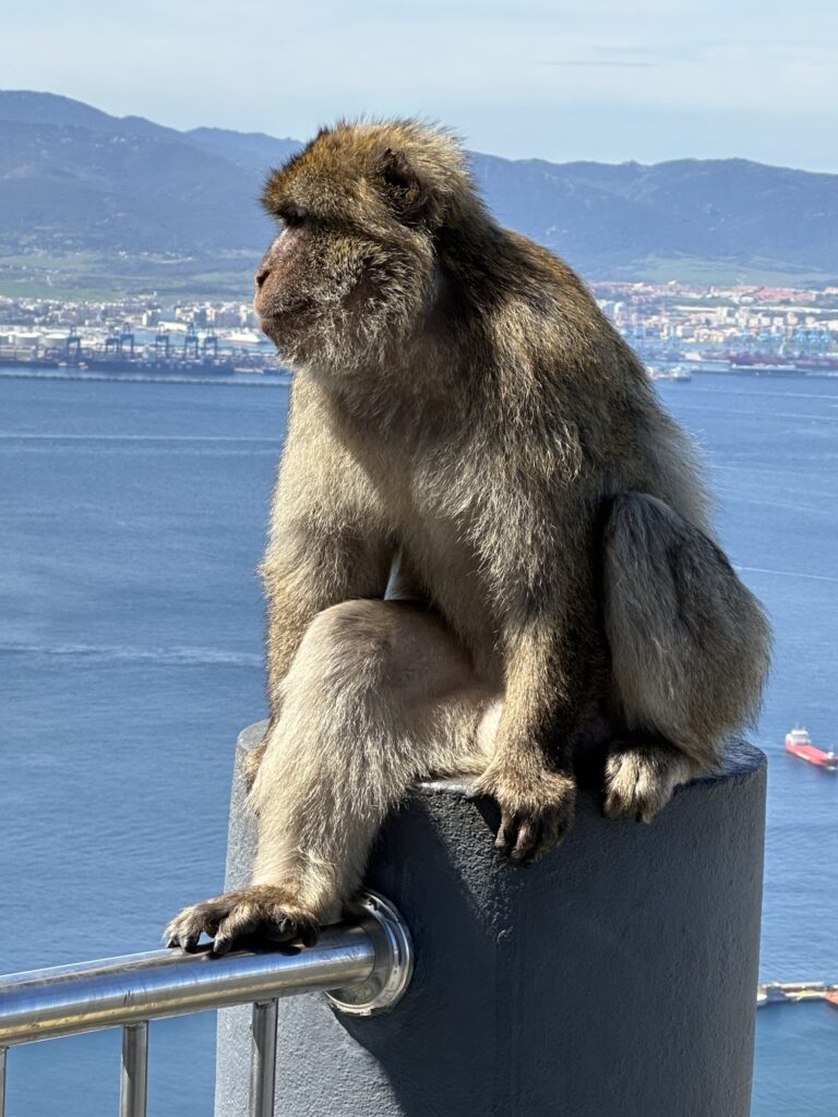 Barbary macaque perched on a railing at the Rock of Gibraltar overlooking the harbor and coastline.
