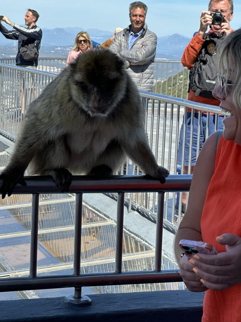 Barbary macaque sitting on a railing near visitors at the Rock of Gibraltar, with people watching and taking photos.