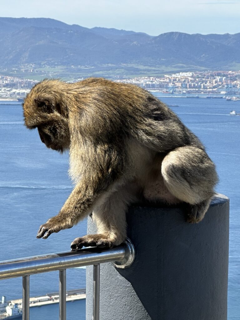 Barbary macaque climbing along a metal railing at the Rock of Gibraltar with the bay and mountains in the background.