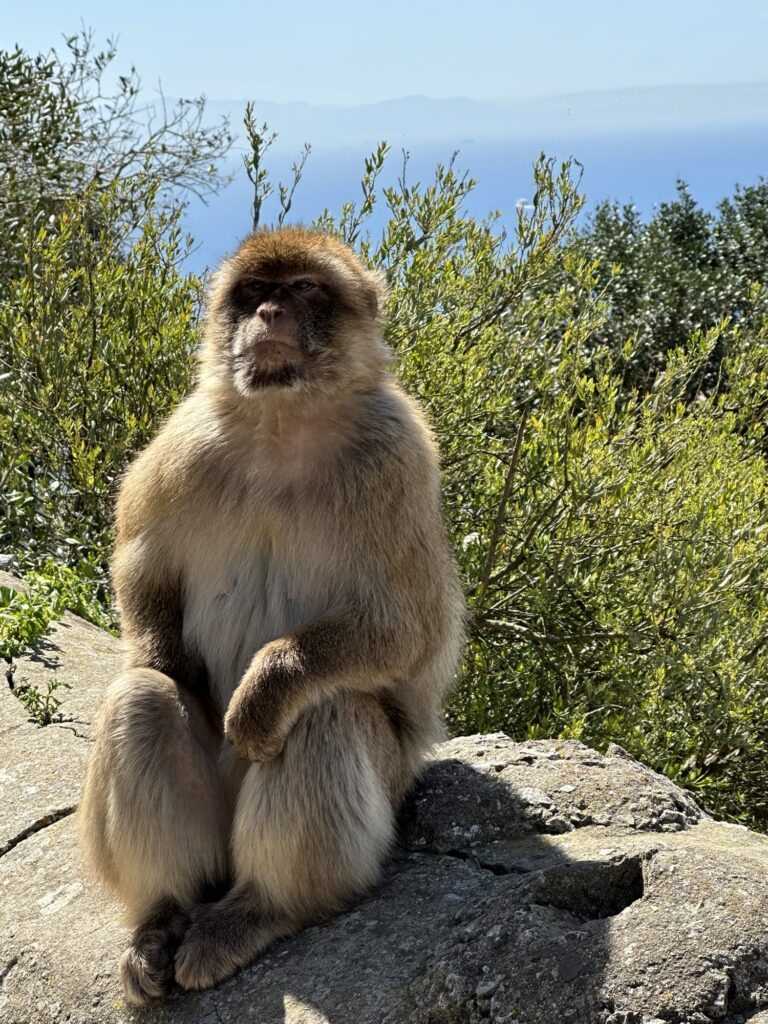 Barbary macaque sitting on a rock surrounded by greenery at the Rock of Gibraltar.
