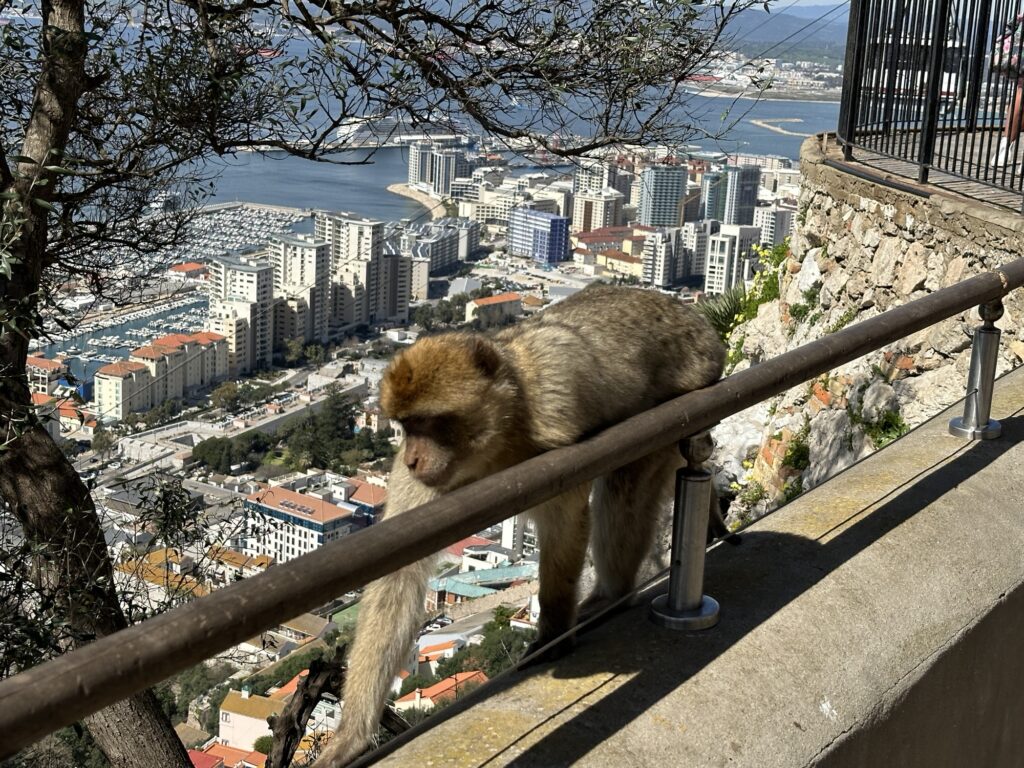 Barbary macaque walking along a railing with a view of the city and harbor below from the Rock of Gibraltar.