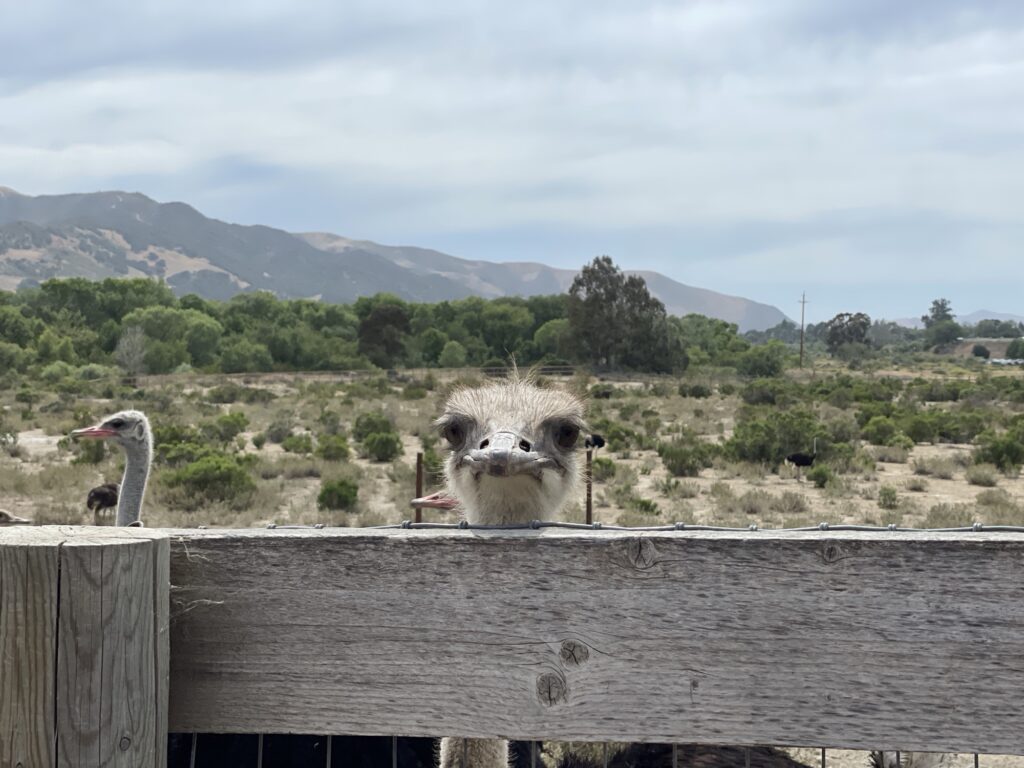 An ostrich peers over a wooden fence with its head centered, while another ostrich stands to the left. The background features green shrubs, trees, and distant hills under a cloudy sky.