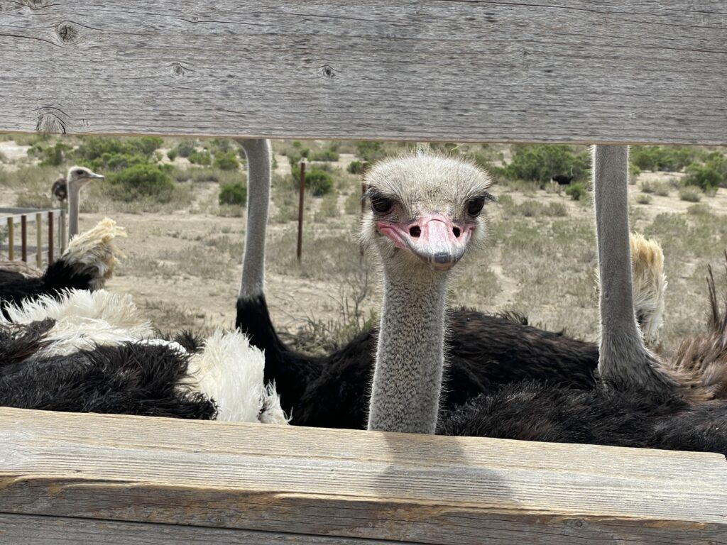 A group of ostriches stands behind a wooden fence, with one ostrich peeking through an opening and looking directly at the camera; dry grass and bushes are visible in the background.