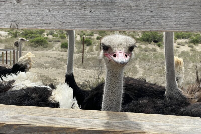 A group of ostriches stands behind a wooden fence, with one ostrich peeking through an opening and looking directly at the camera; dry grass and bushes are visible in the background.