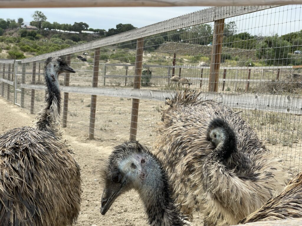 Three emus with brown and gray feathers stand in a fenced outdoor enclosure on a cloudy day. Dry ground and some greenery are visible in the background. The scene appears at an animal sanctuary or zoo.