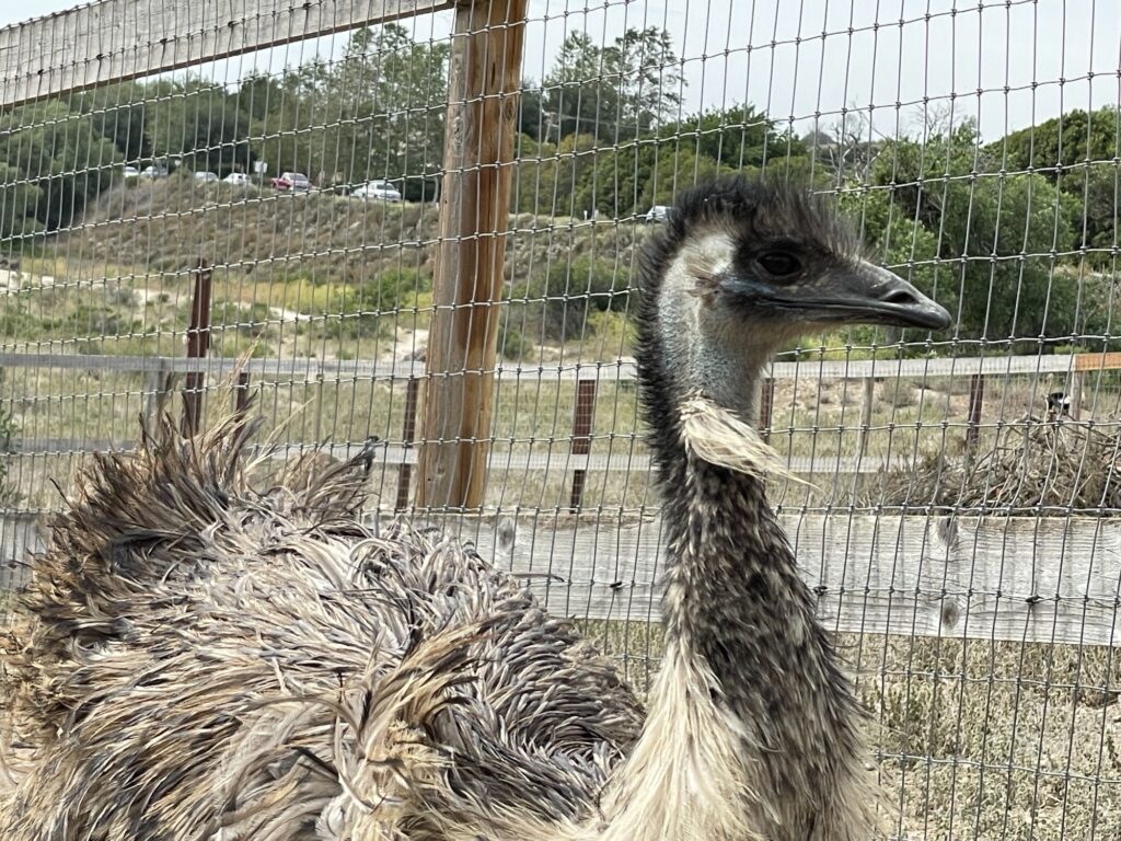 A close-up of an emu standing behind a wire fence in an outdoor enclosure with trees and parked cars visible in the background.