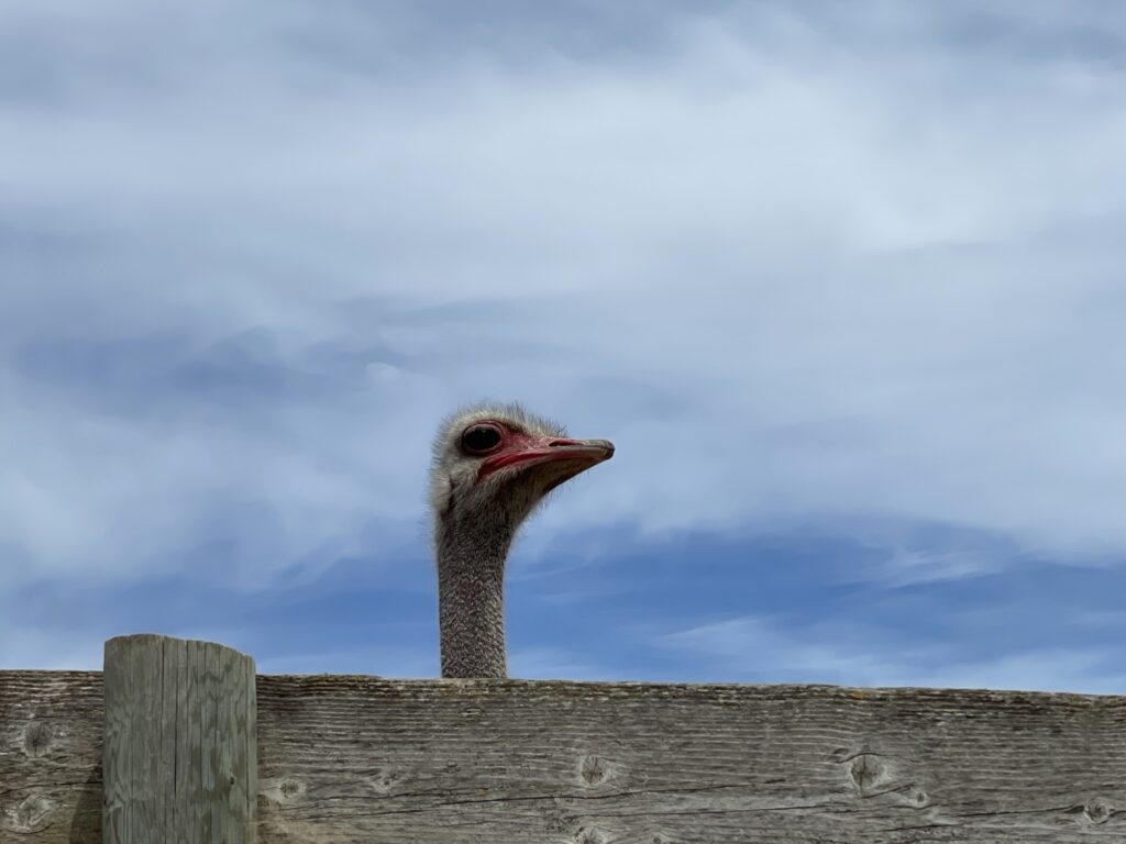 An ostrichs head and neck peek over a wooden fence against a blue sky with scattered clouds.
