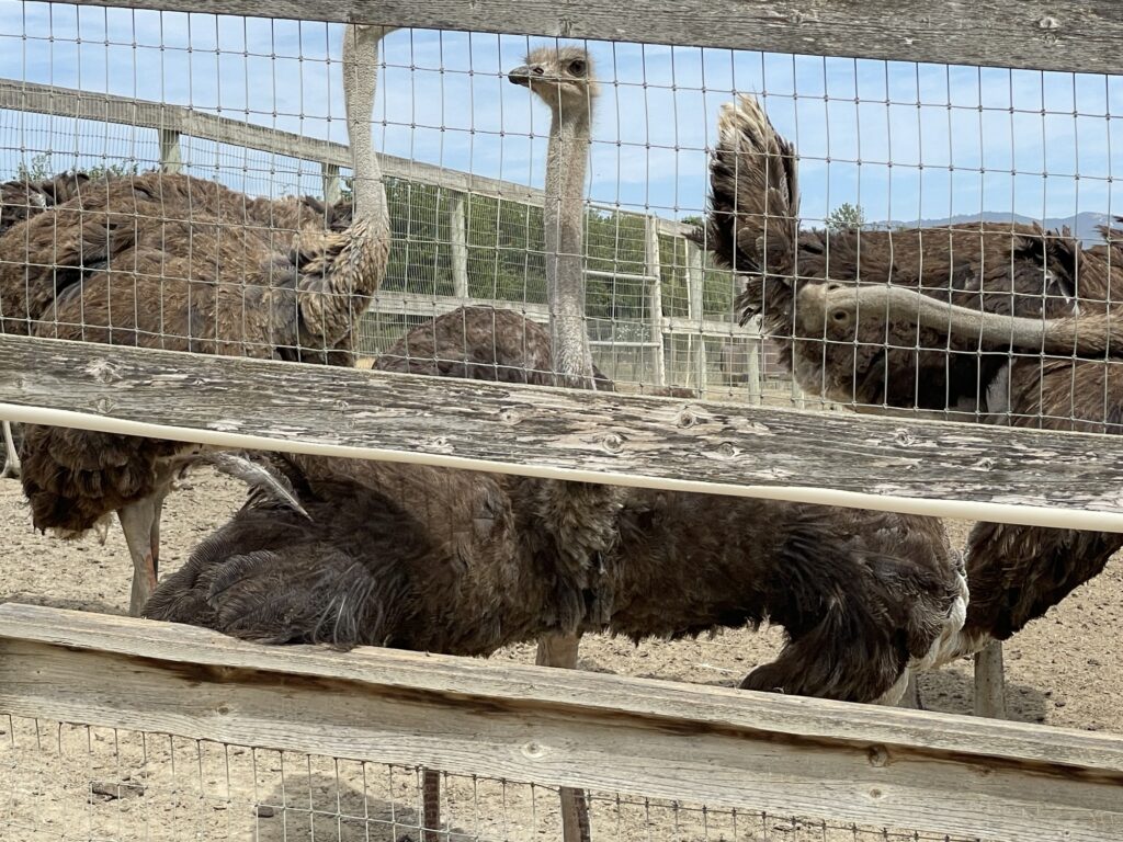 Several ostriches stand and rest behind a wooden fence and wire mesh enclosure on a sandy farm, with trees and blue sky visible in the background.