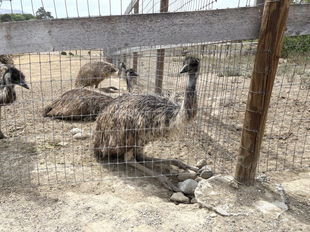Several emus stand and sit on dirt inside a fenced enclosure, with one emu resting close to the wire fence and rocks visible on the ground.