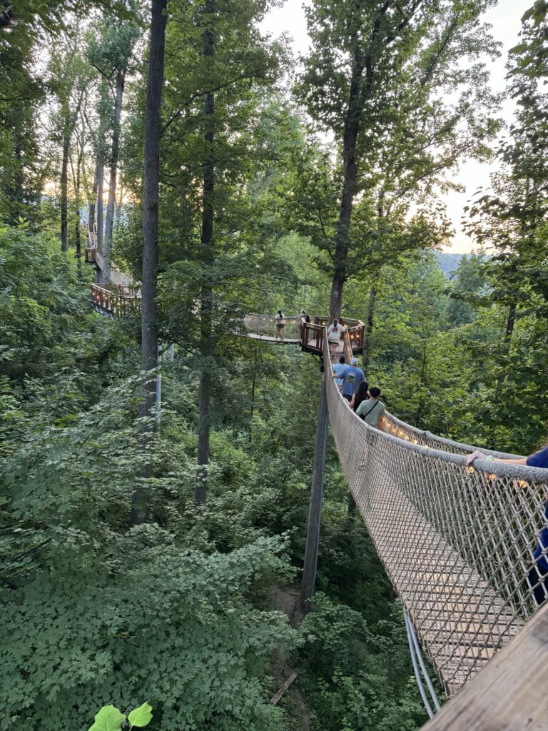 A group of people walk on a suspended rope bridge through a dense, green forest with tall trees and sunlight filtering through the leaves.