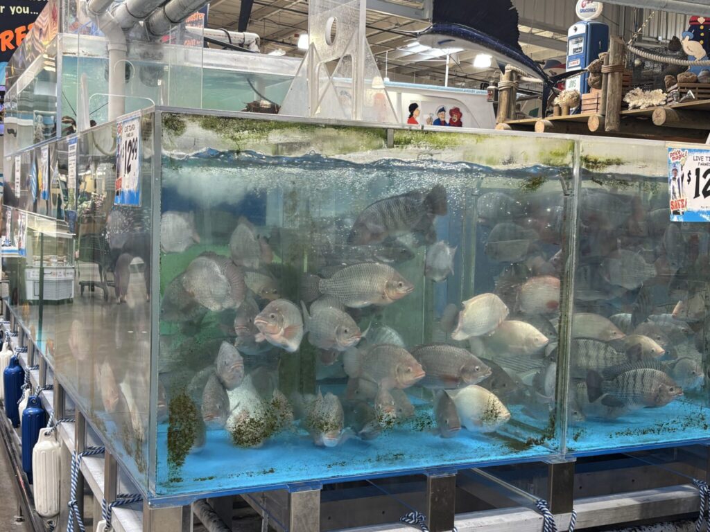 Large glass tanks filled with live tilapia at Jungle Jim’s, with dozens of fish swimming in clear water inside the seafood section of the store.