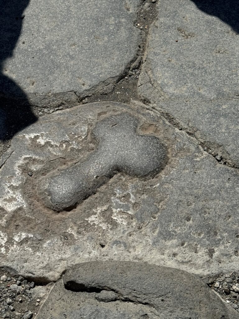 Fossilized trilobite preserved in gray stone surrounded by rocky debris and sediment