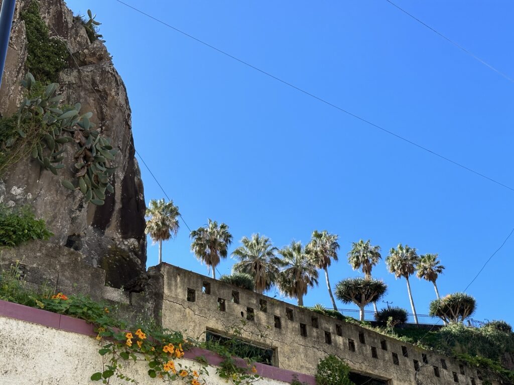 Palm trees and stone wall along a hillside in Madeira under a clear blue sky