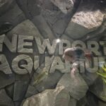 Fish swimming near large stone letters spelling "NEWARK AQUARIUM" in an underwater tank setting