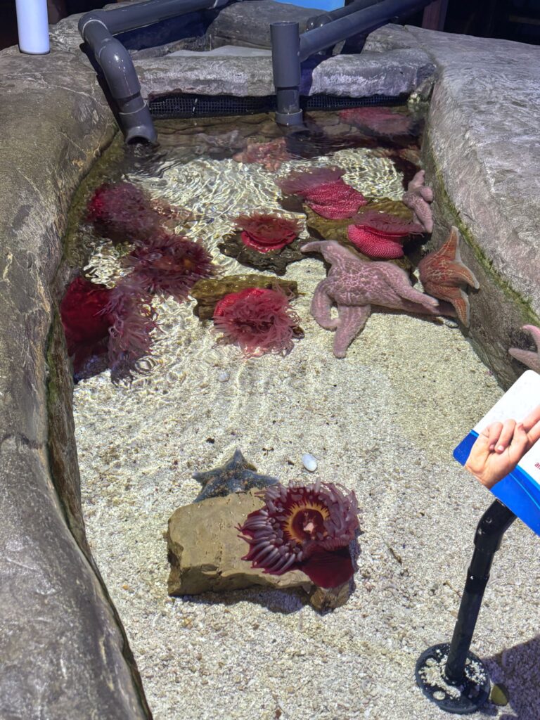 A tide pool tank displays colorful sea anemones, starfish, and other marine creatures on sandy bottom with concrete walls