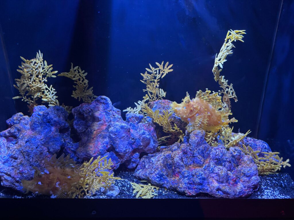 Vibrant blue and purple corals with branching yellow polyps flourish under bright aquarium lighting in a saltwater reef tank