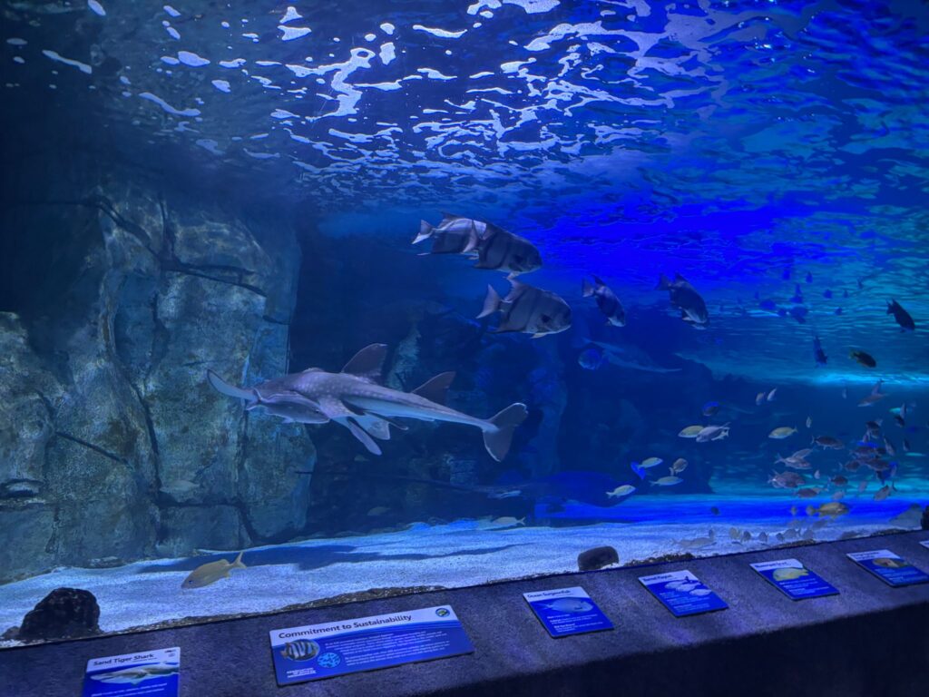Sharks and fish swim in a large blue-lit aquarium tank with rocky formations and informational plaques along the viewing area