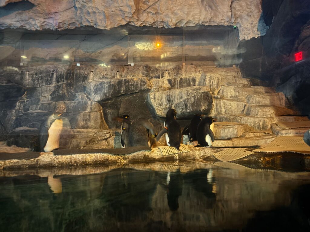 Penguins stand on rocky terrain near water inside an illuminated underground cave exhibit
