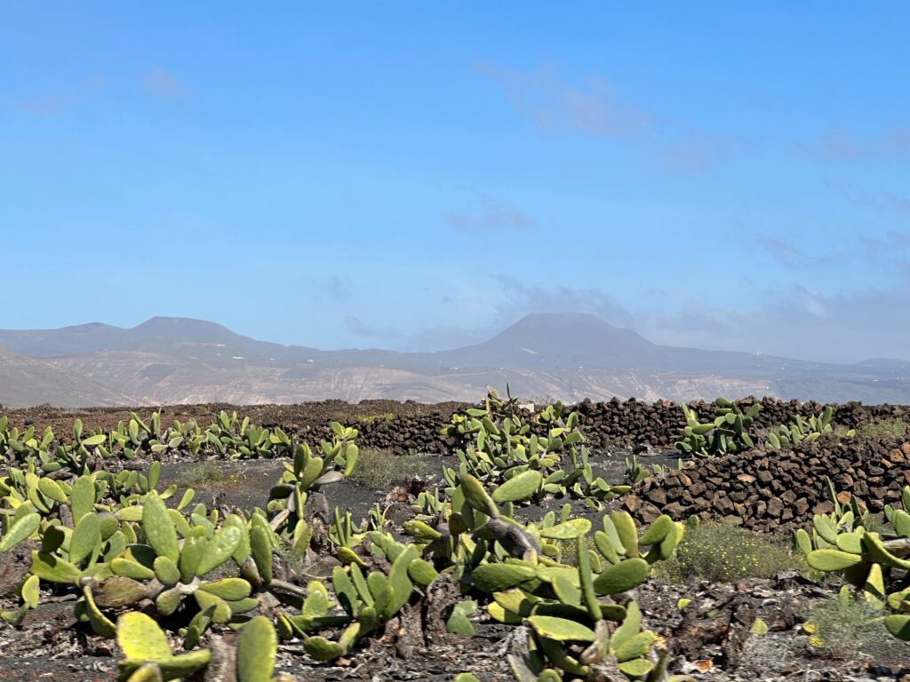 Prickly pear cacti grow in volcanic soil with dark stone walls and mountains visible under blue sky
