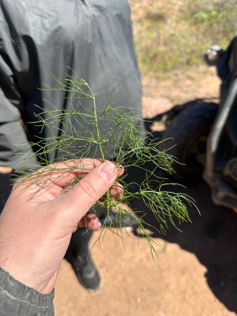 A person's hand holds fresh green forage plant material outdoors with livestock visible in the background