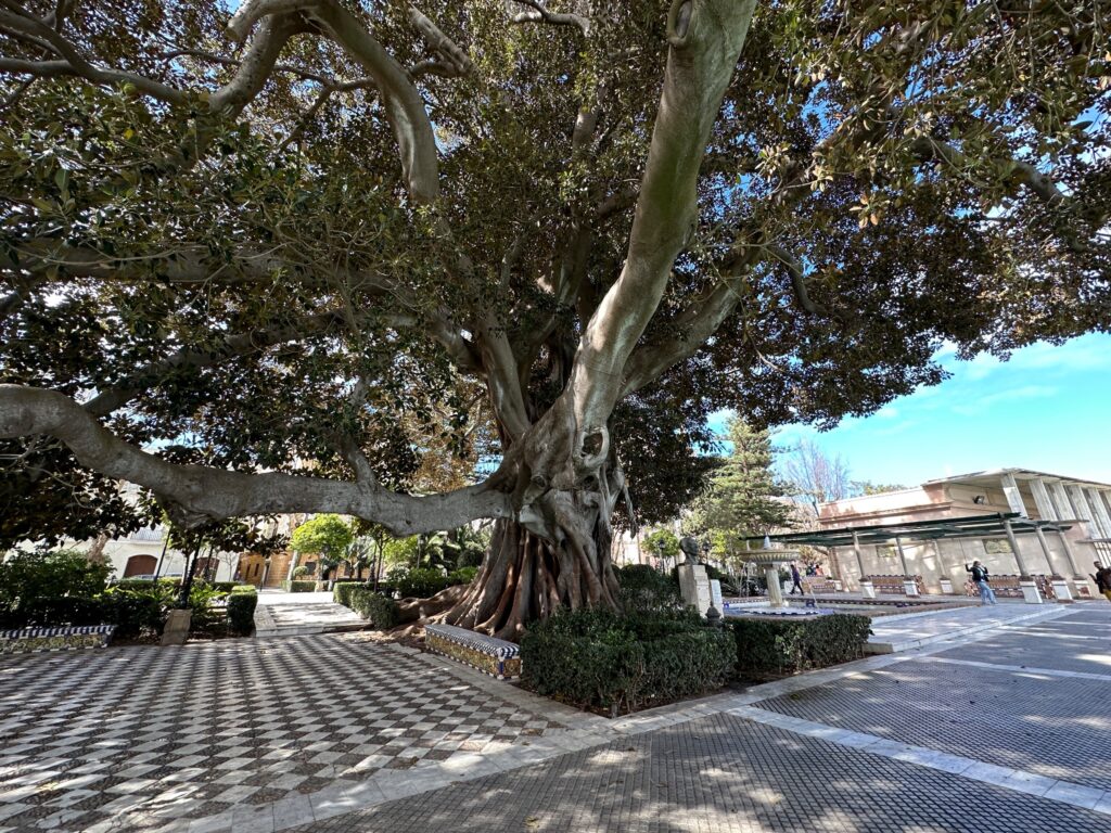 Ancient fig tree with massive trunk and sprawling branches in a Mediterranean plaza surrounded by historic buildings