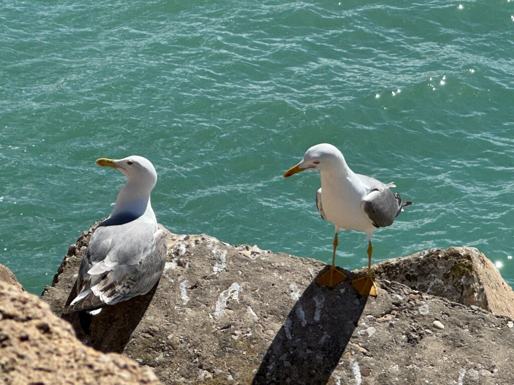 Two white seagulls with orange beaks perch on rocky outcrops above turquoise ocean water