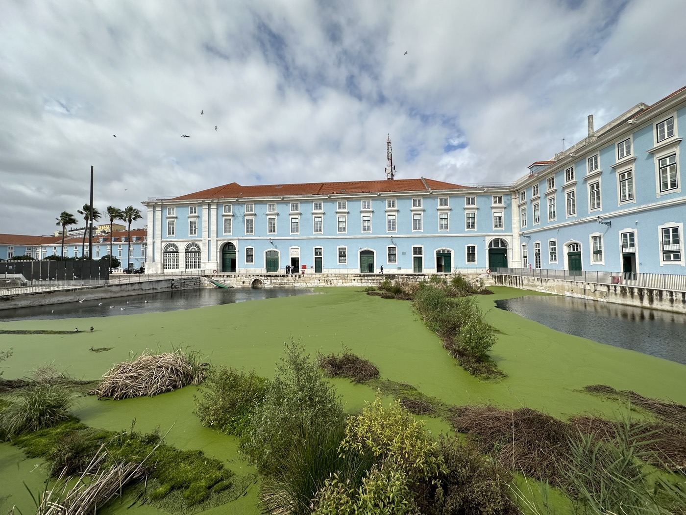 Light blue colonial buildings with green shutters overlook a waterway filled with algae and aquatic vegetation
